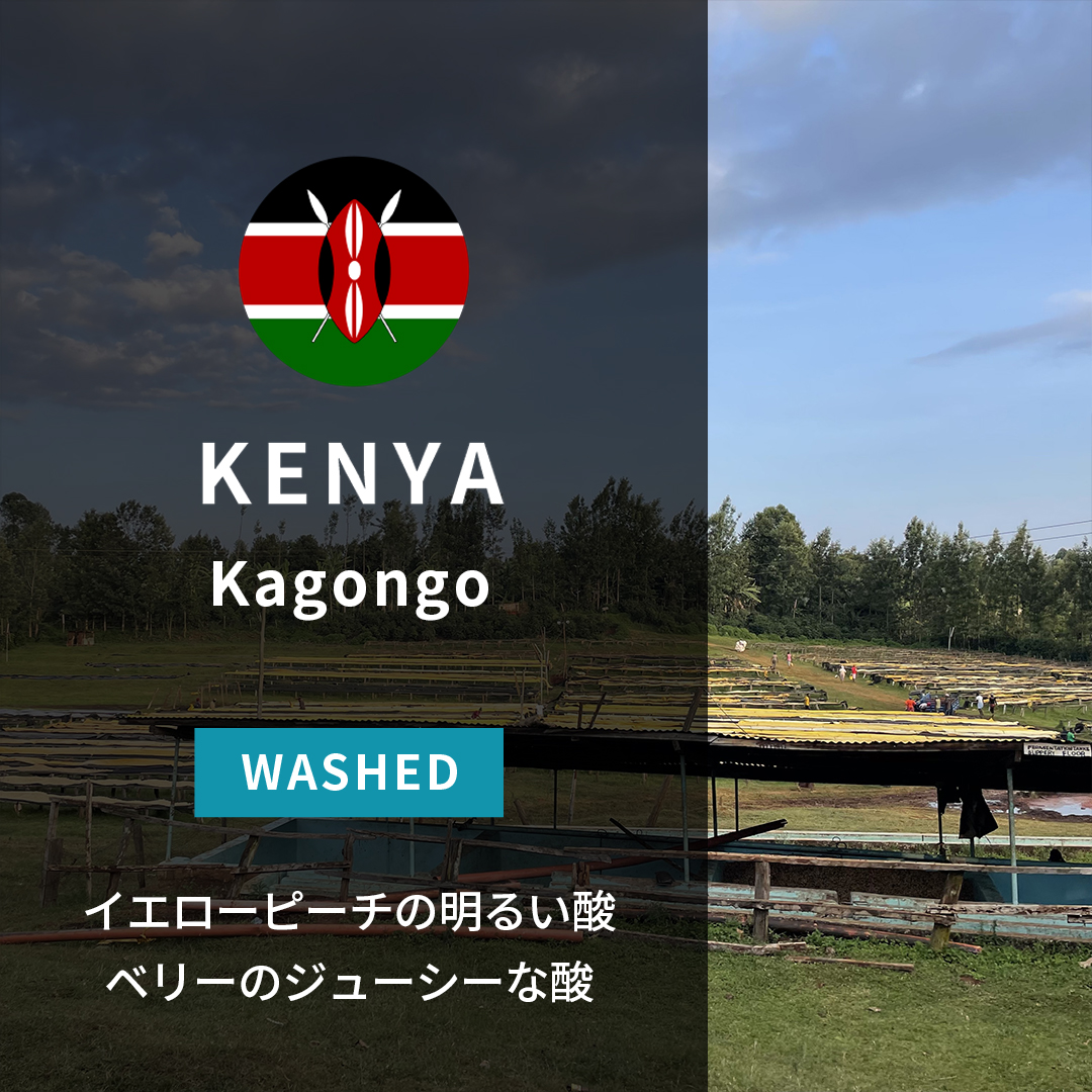 幻の‼️奇跡を起こす‼️インドネシア産 ケオン Kenya Kagongo Washed(25/26年クロップ) | ORIGIN COUNTRIES for Small